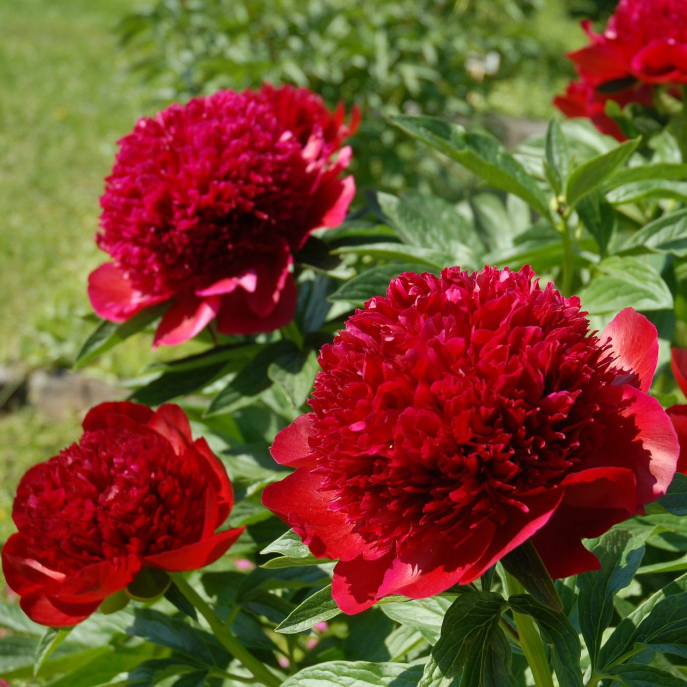 Red Charm - Home of Peonies